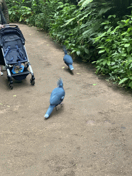 Victoria Crowned Pigeons at the Bush Hall of Burgers` Zoo