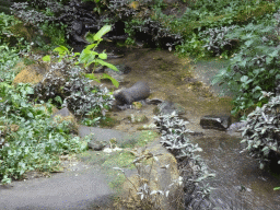 Asian Small-clawed Otter at the Bush Hall of Burgers` Zoo