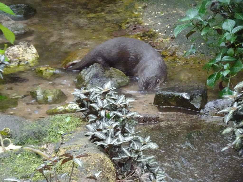 Asian Small-clawed Otter at the Bush Hall of Burgers` Zoo