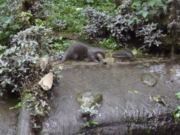 Asian Small-clawed Otter at the Bush Hall of Burgers` Zoo