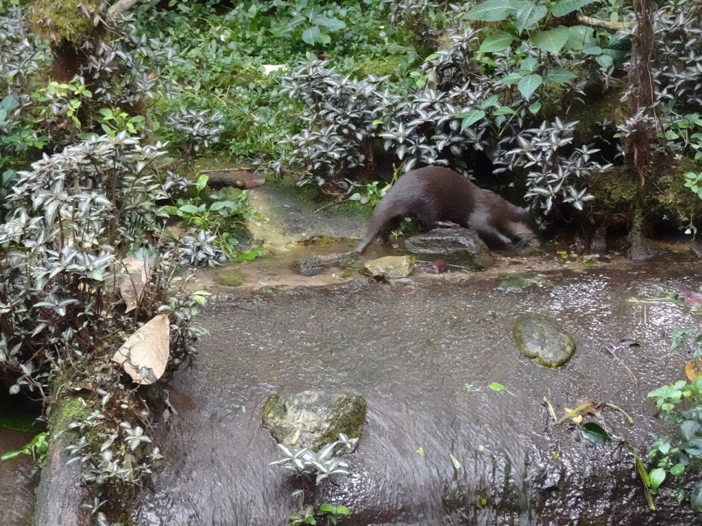 Asian Small-clawed Otter at the Bush Hall of Burgers` Zoo