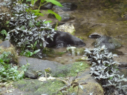 Asian Small-clawed Otter at the Bush Hall of Burgers` Zoo