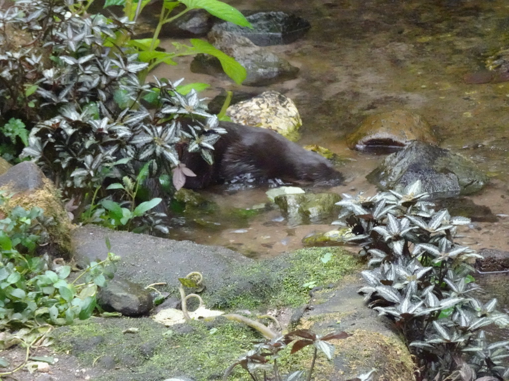 Asian Small-clawed Otter at the Bush Hall of Burgers` Zoo