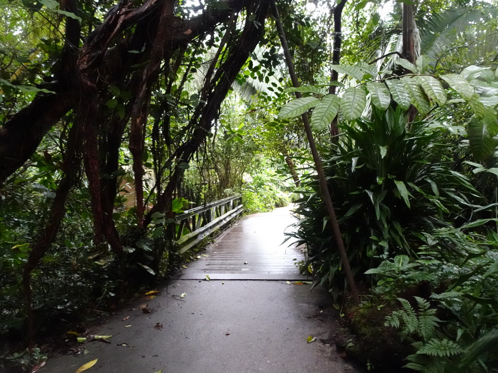 Bridge at the Bush Hall of Burgers` Zoo