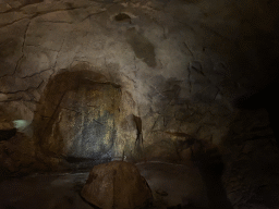 Gold vein in the tunnel from the Desert Hall to the Bush Hall of Burgers` Zoo