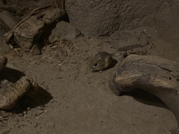 Merriam`s Kangaroo Rat in the tunnel from the Bush Hall to the Desert Hall of Burgers` Zoo