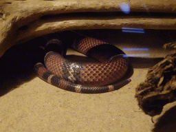 Milk Snake in the tunnel from the Bush Hall to the Desert Hall of Burgers` Zoo