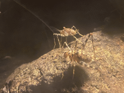 Cave Crickets in the tunnel from the Bush Hall to the Desert Hall of Burgers` Zoo