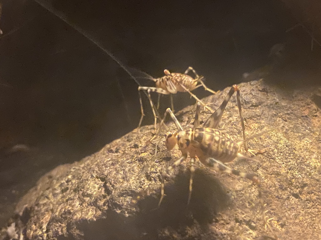 Cave Crickets in the tunnel from the Bush Hall to the Desert Hall of Burgers` Zoo