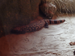 Gila Monster at the Desert Hall of Burgers` Zoo