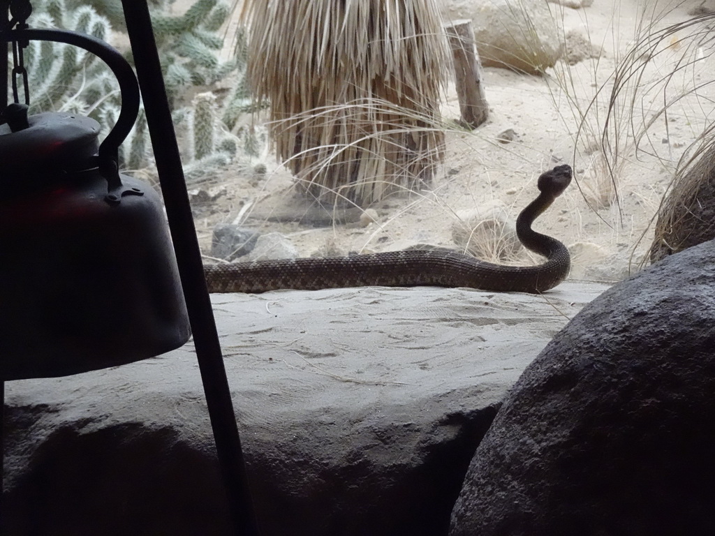 Red Diamond Rattlesnake at the Desert Hall of Burgers` Zoo