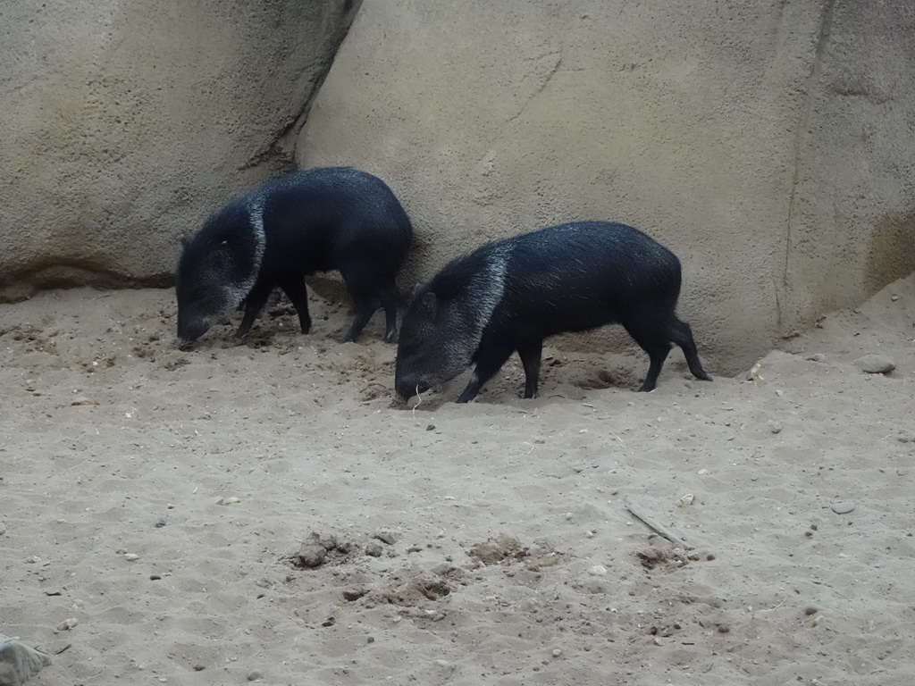 Collared Peccaries at the Desert Hall of Burgers` Zoo