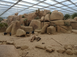 Collared Peccaries at the Desert Hall of Burgers` Zoo