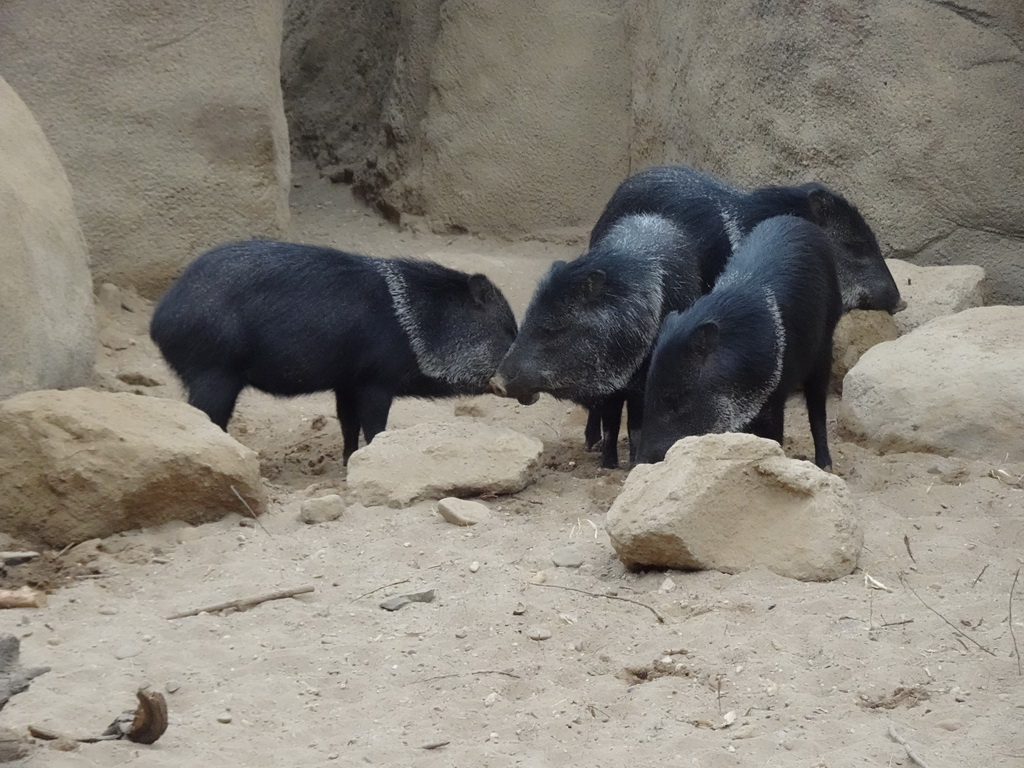 Collared Peccaries at the Desert Hall of Burgers` Zoo