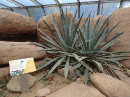 Agave plants at the Desert Hall of Burgers` Zoo, with explanation