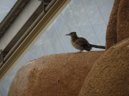 Greater Roadrunner at the Desert Hall of Burgers` Zoo