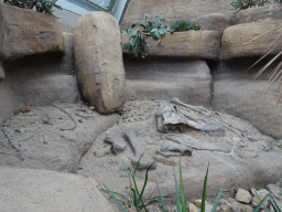 Scale model of Tyrannosaurus Rex fossils at the Desert Hall of Burgers` Zoo