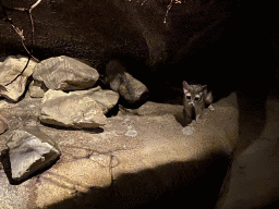 Ringtail at the Desert Hall of Burgers` Zoo