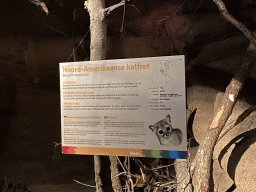 Explanation on the Ringtail at the Desert Hall of Burgers` Zoo