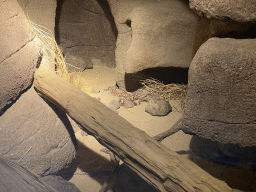 Gila Monsters at the Desert Hall of Burgers` Zoo