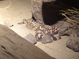 Gila Monsters at the Desert Hall of Burgers` Zoo