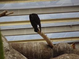 Turkey Vulture at the Desert Hall of Burgers` Zoo