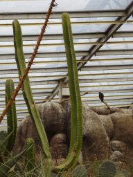 Cactus and Turkey Vulture at the Desert Hall of Burgers` Zoo