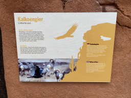 Explanation on the Turkey Vulture at the Desert Hall of Burgers` Zoo
