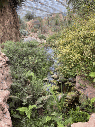 Stream at the Desert Hall of Burgers` Zoo