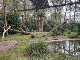 Northern Bald Ibises at the Park Area of Burgers` Zoo