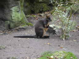 Swamp Wallaby at the Park Area of Burgers` Zoo