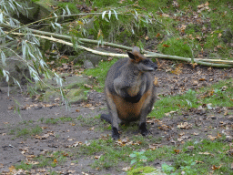 Swamp Wallaby at the Park Area of Burgers` Zoo