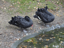 Black Swans at the Park Area of Burgers` Zoo