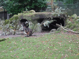 Swamp Wallaby at the Park Area of Burgers` Zoo