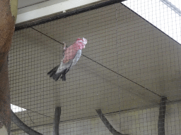 Galah at the Park Area of Burgers` Zoo