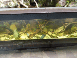 Fishes at the Park Area of Burgers` Zoo