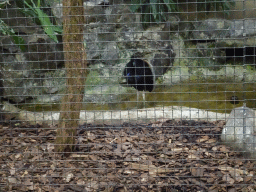 Bird at the Park Area of Burgers` Zoo