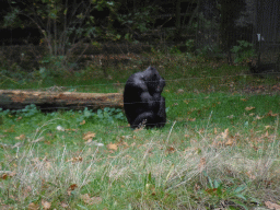 Chimpanzee at the Park Area of Burgers` Zoo