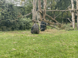 Gorillas at the Park Area of Burgers` Zoo
