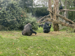 Gorillas at the Park Area of Burgers` Zoo