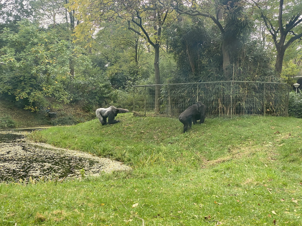 Gorillas at the Park Area of Burgers` Zoo