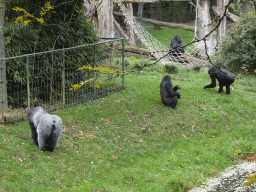 Gorillas at the Park Area of Burgers` Zoo