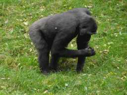 Gorilla at the Park Area of Burgers` Zoo