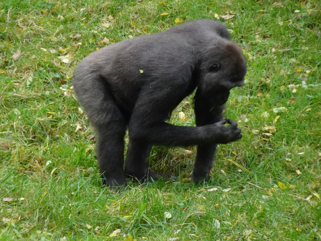 Gorilla at the Park Area of Burgers` Zoo