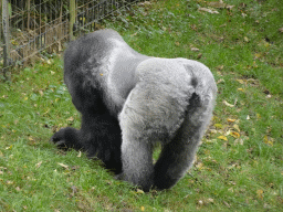 Gorilla at the Park Area of Burgers` Zoo