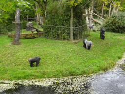 Gorillas at the Park Area of Burgers` Zoo