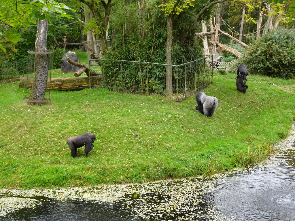 Gorillas at the Park Area of Burgers` Zoo