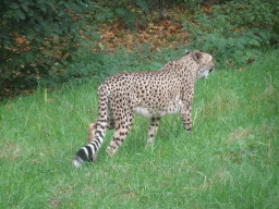 Cheetah at the Safari Area at Burgers` Zoo