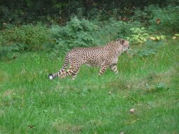 Cheetah at the Safari Area at Burgers` Zoo