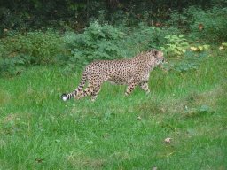 arnhem_5_277 - 448 kb - 1024x768 - Cheetah at the Safari Area at Burgers` Zoo Cheetah at the Safari Area at Burgers` Zoo